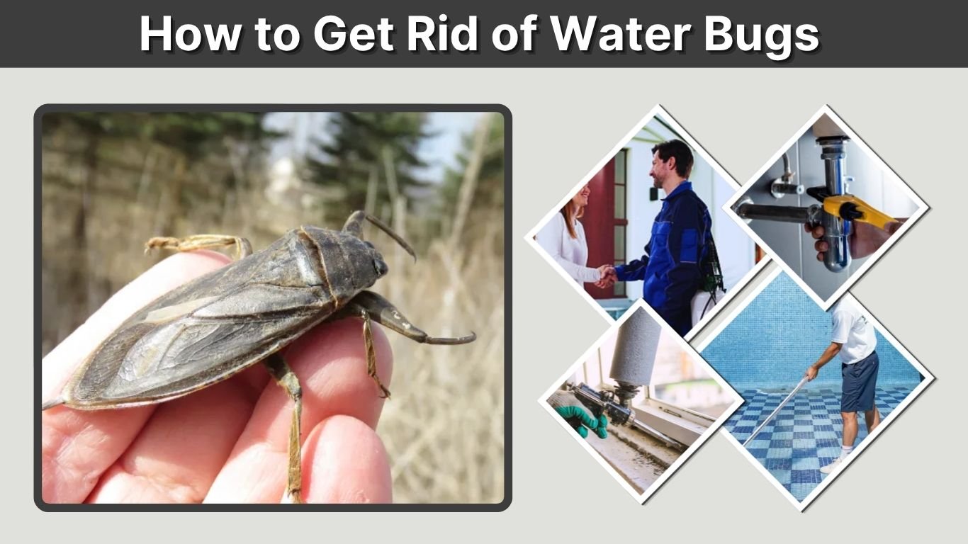 How to Get Rid of Water Bugs in Your House and Pool
