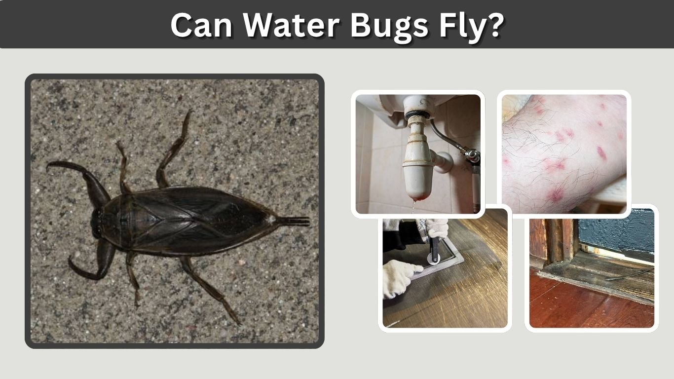Can Water Bugs Fly? Species, Behavior and House Entry