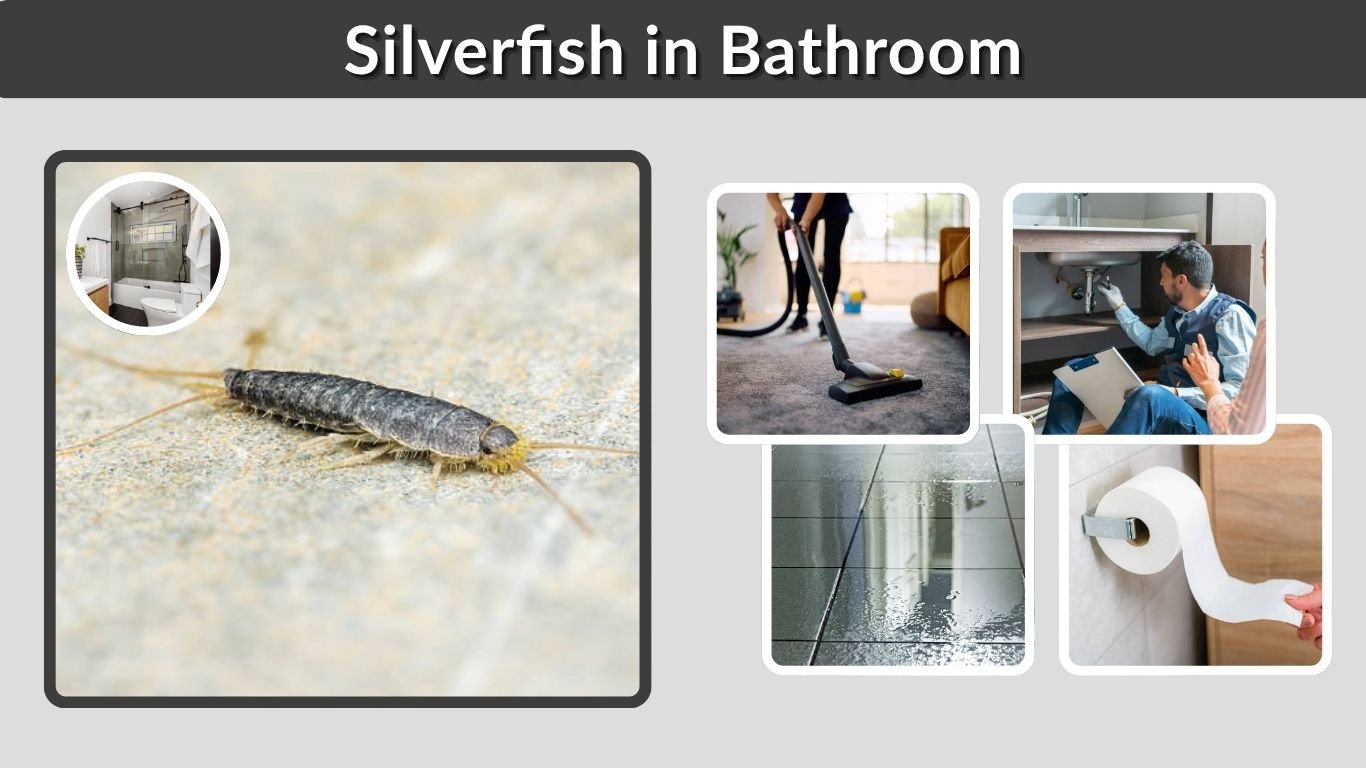 Silverfish in Bathroom: Causes, Risks, and How to Get Rid of Them