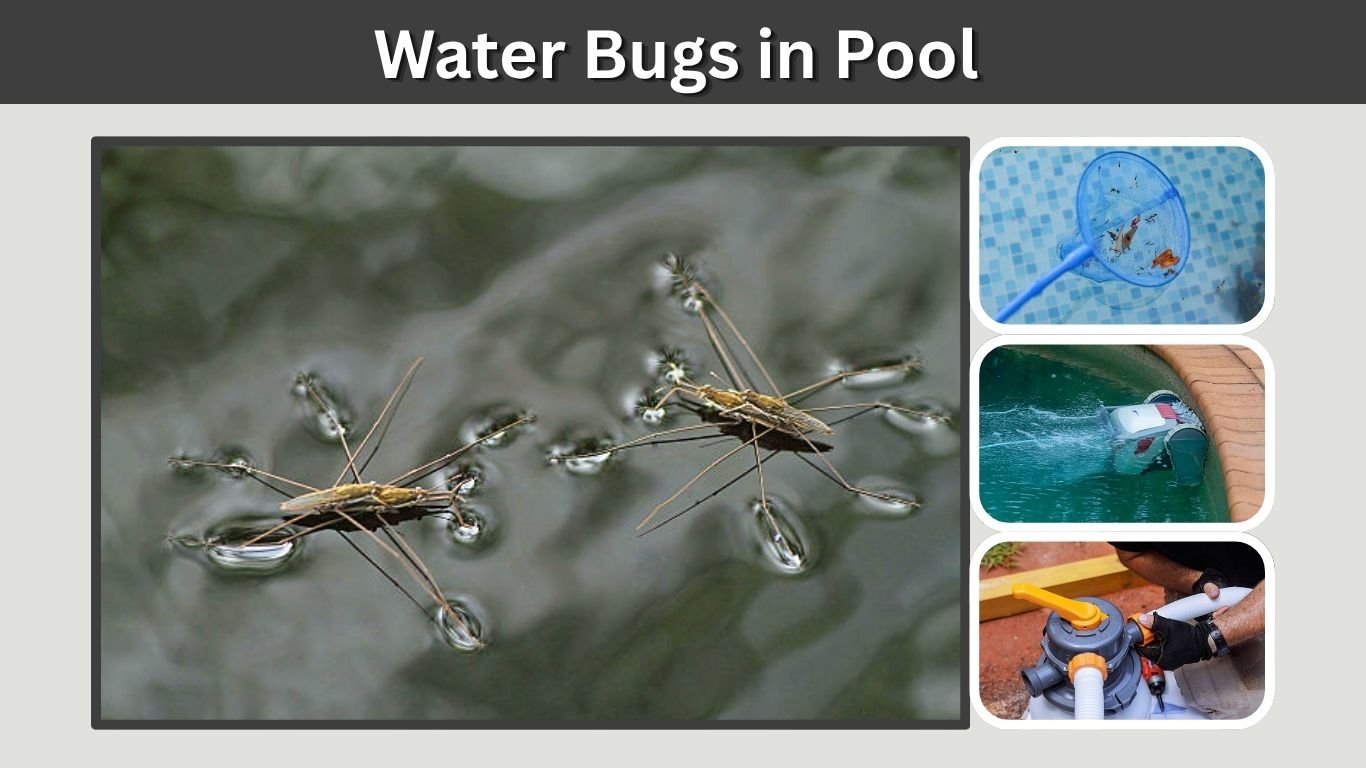 Water Bugs in Pool: How to Get Rid of Them Fast