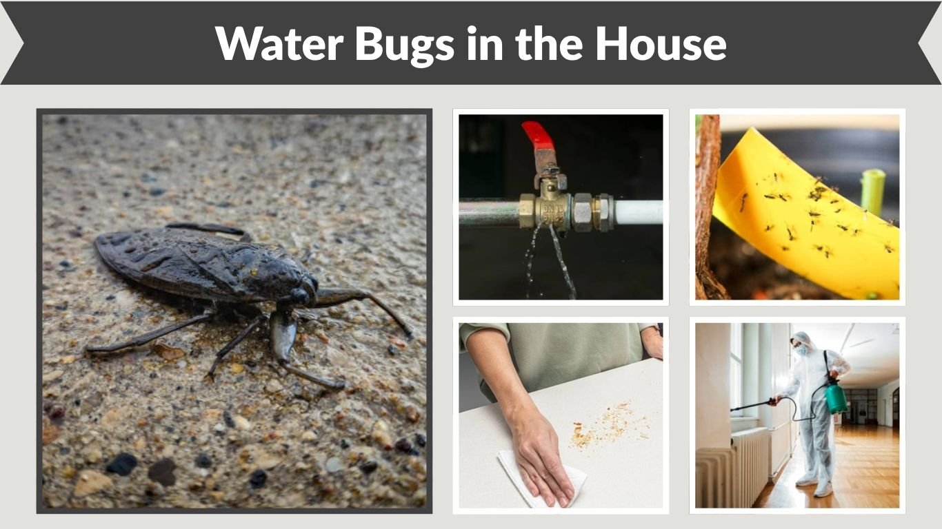 Water Bugs in the House: Causes, Identification and Removal