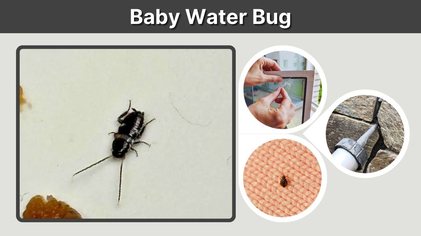 Baby Water Bug: Identification, Roach Differences and Removal