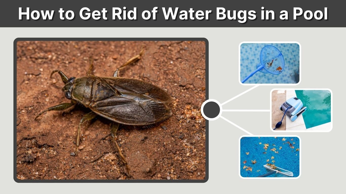 How to Get Rid of Water Bugs in a Pool