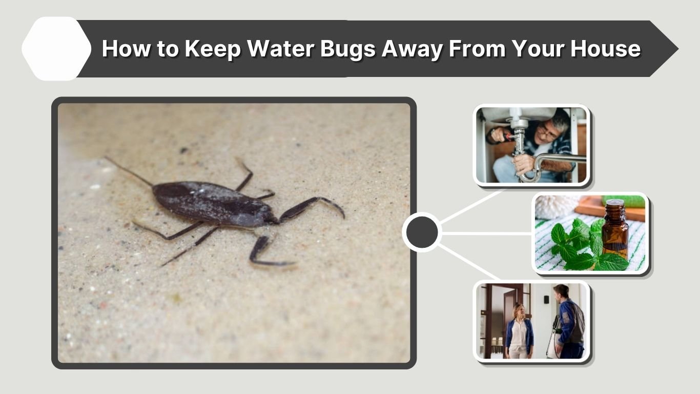 How to Keep Water Bugs Away From Your House
