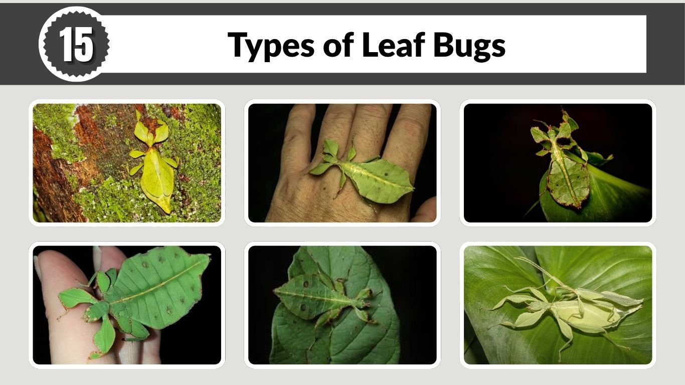 15 Types of Leaf Bugs: Identification, Habitat and Facts