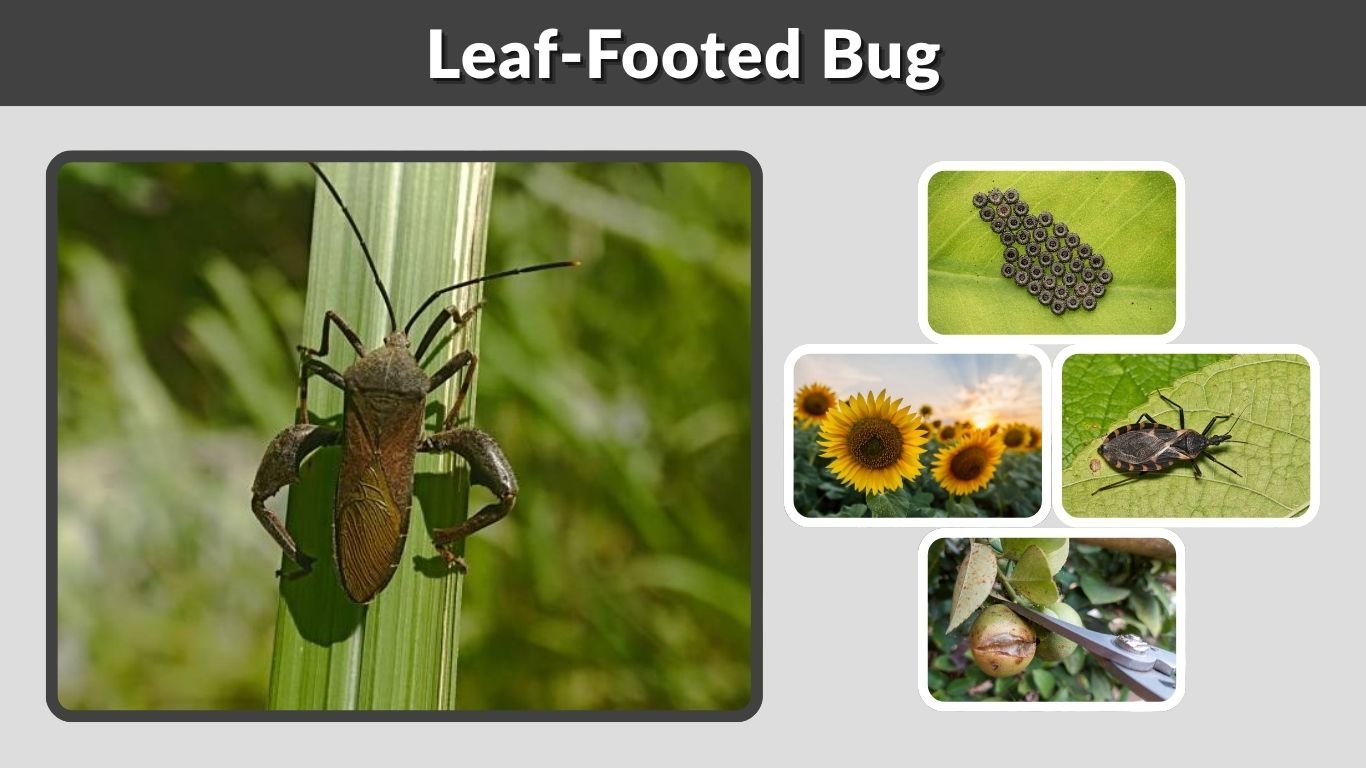 Leaf-Footed Bug: Identification, Damage and Control