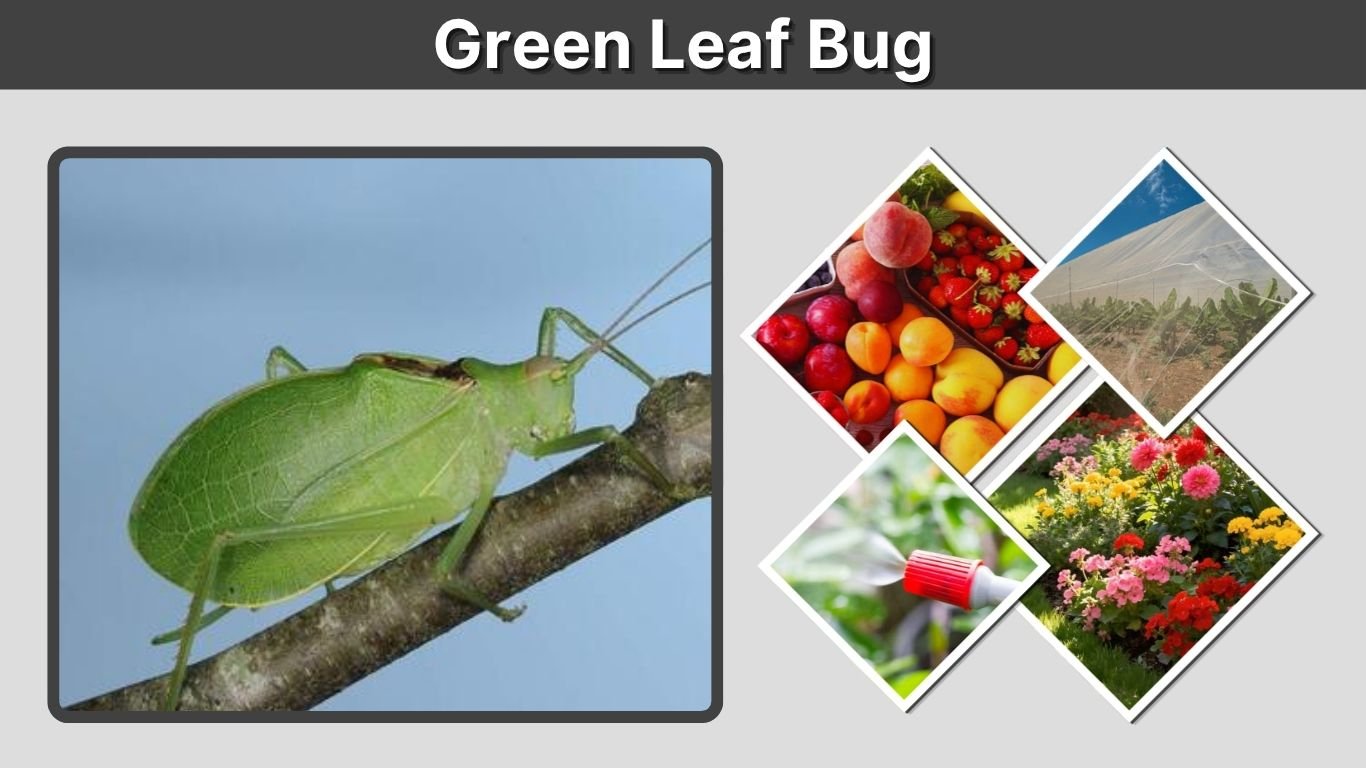 Green Leaf Bug: Identification, Types, Diet and Facts