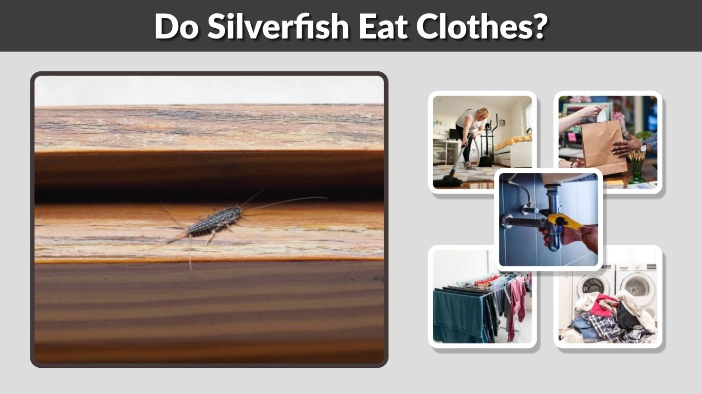 Do Silverfish Eat Clothes? Damage, Holes, and Prevention