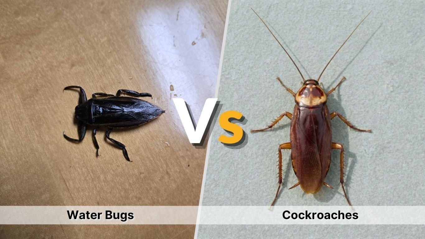 Water Bugs vs Cockroaches: What Are the Differences?