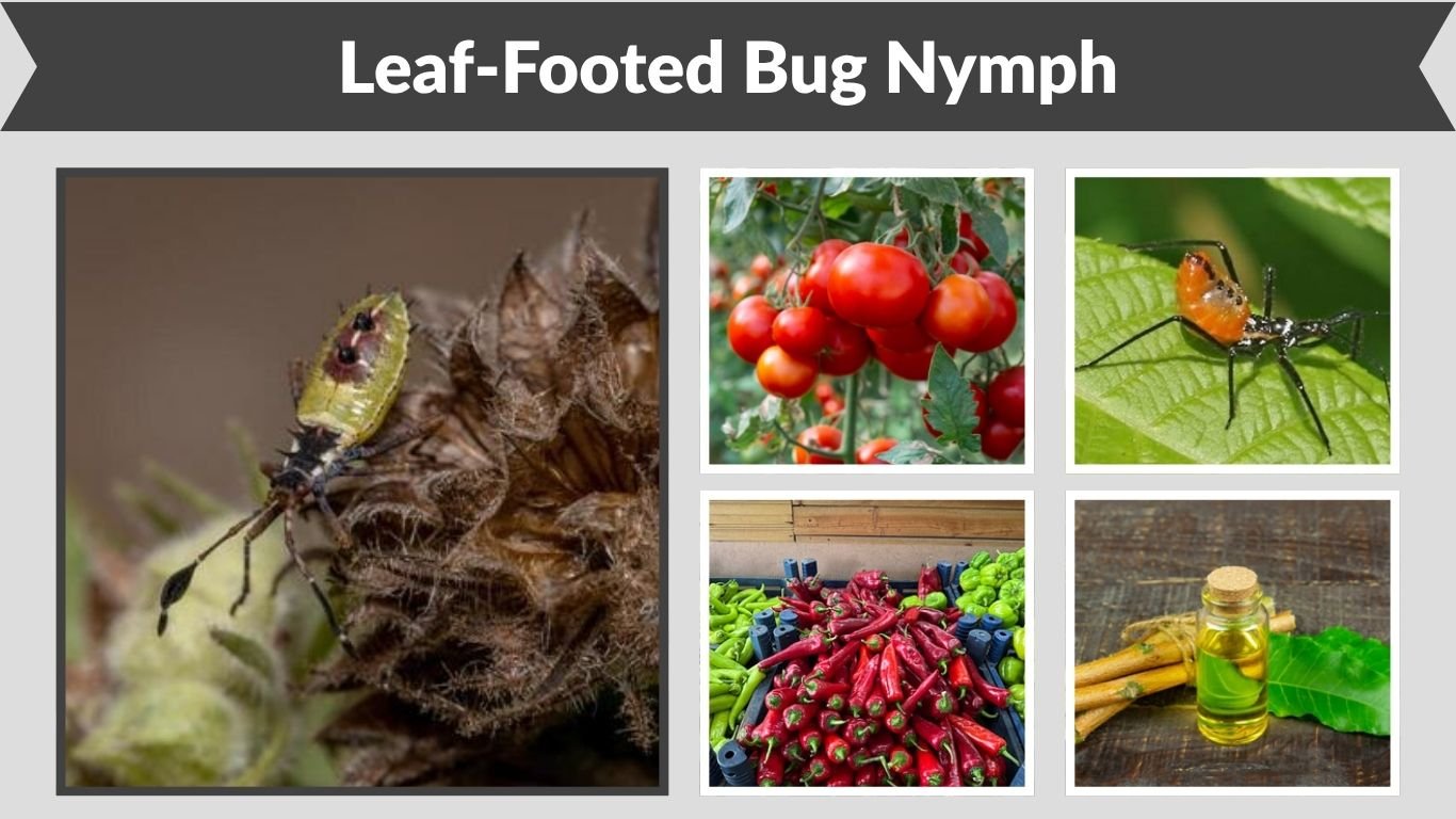 Leaf-Footed Bug Nymph: Identification, Damage and Control