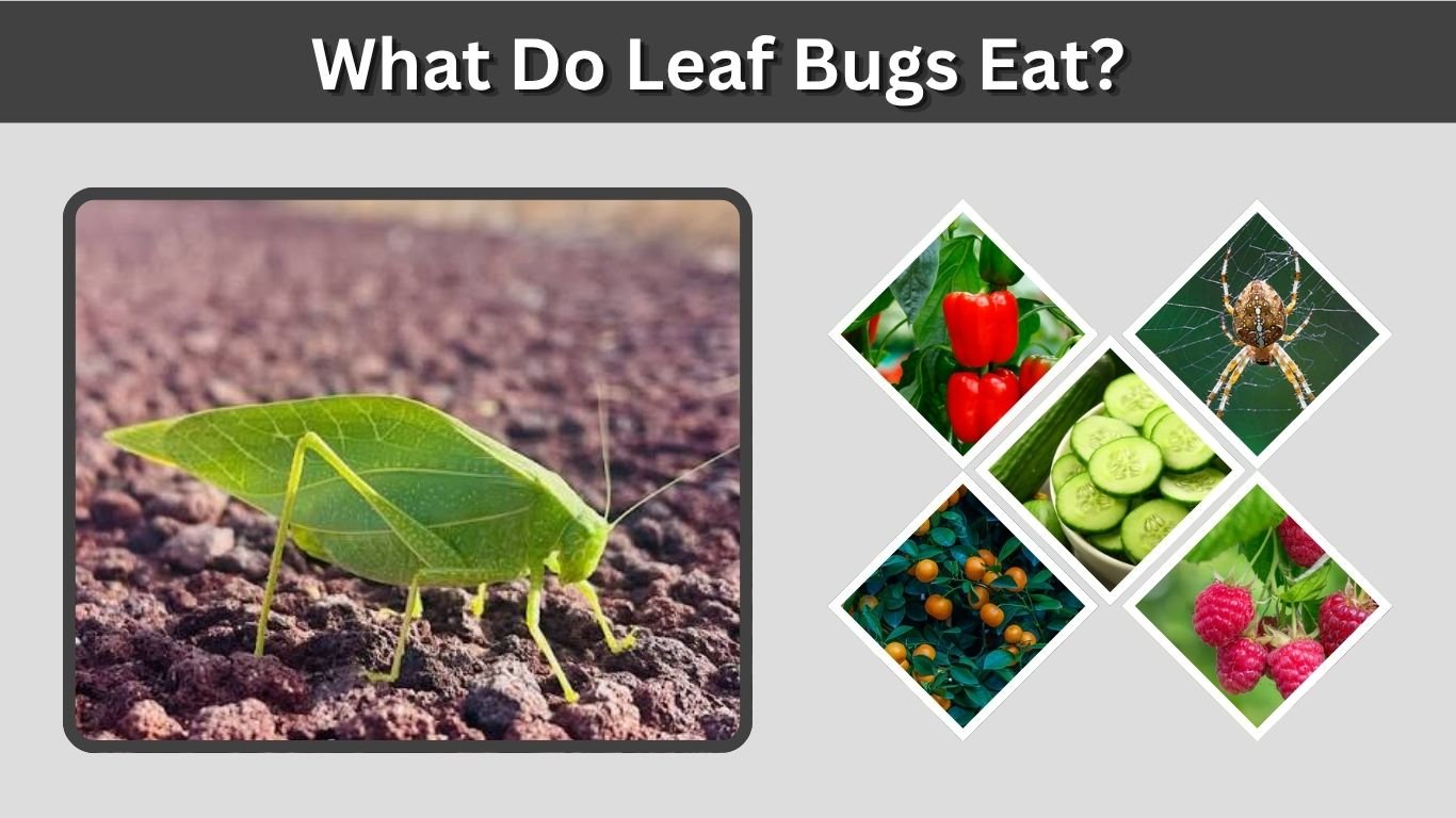 What Do Leaf Bugs Eat? Diet, Favorite Plants and Feeding Habits