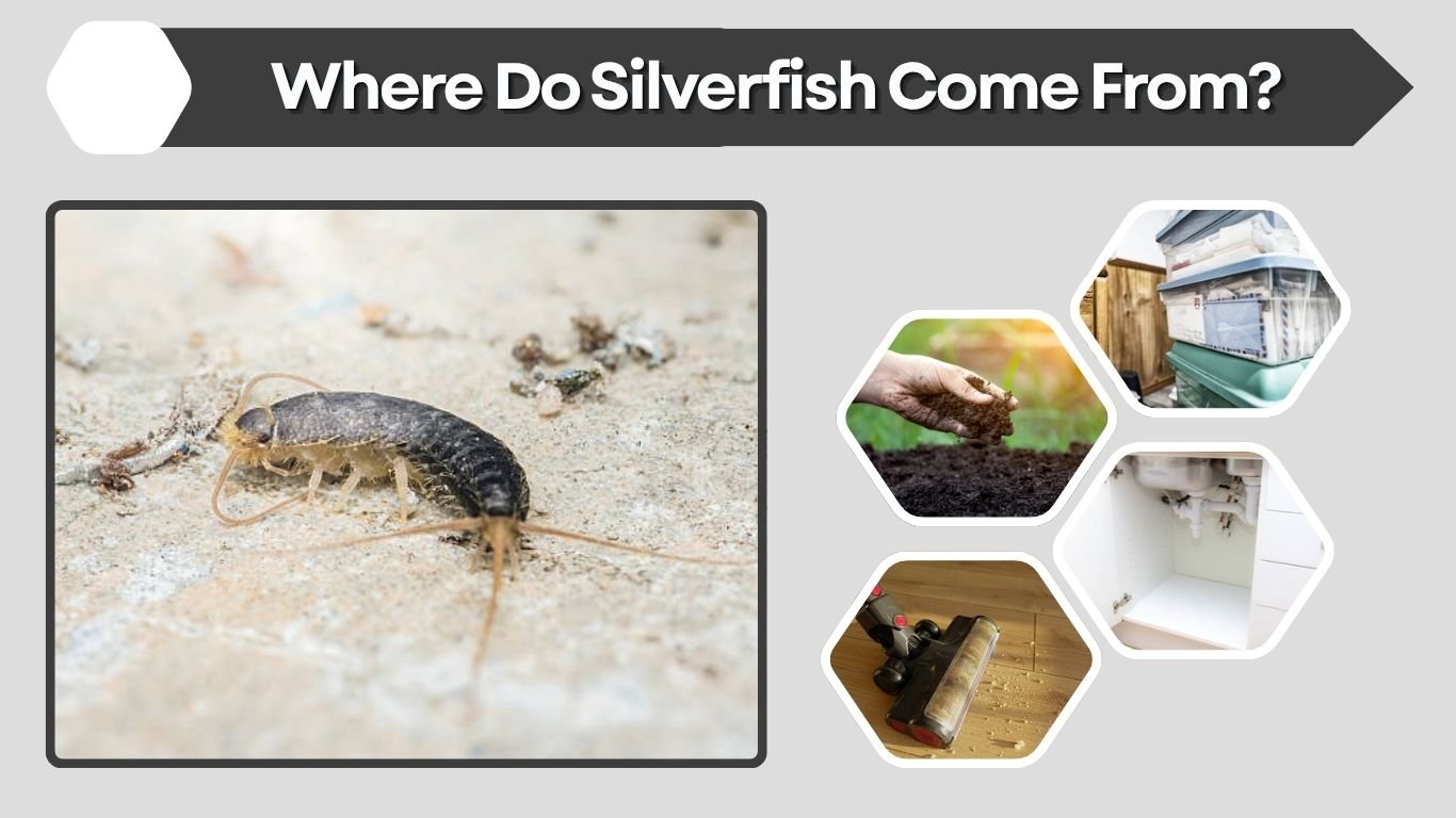 Where Do Silverfish Come From? Causes, Entry Points and Prevention