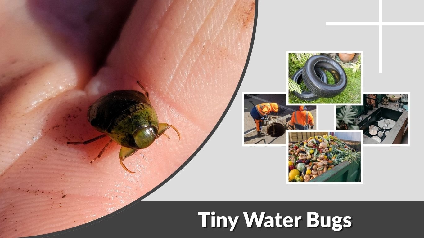 Tiny Water Bugs: Identification, Causes, and Removal