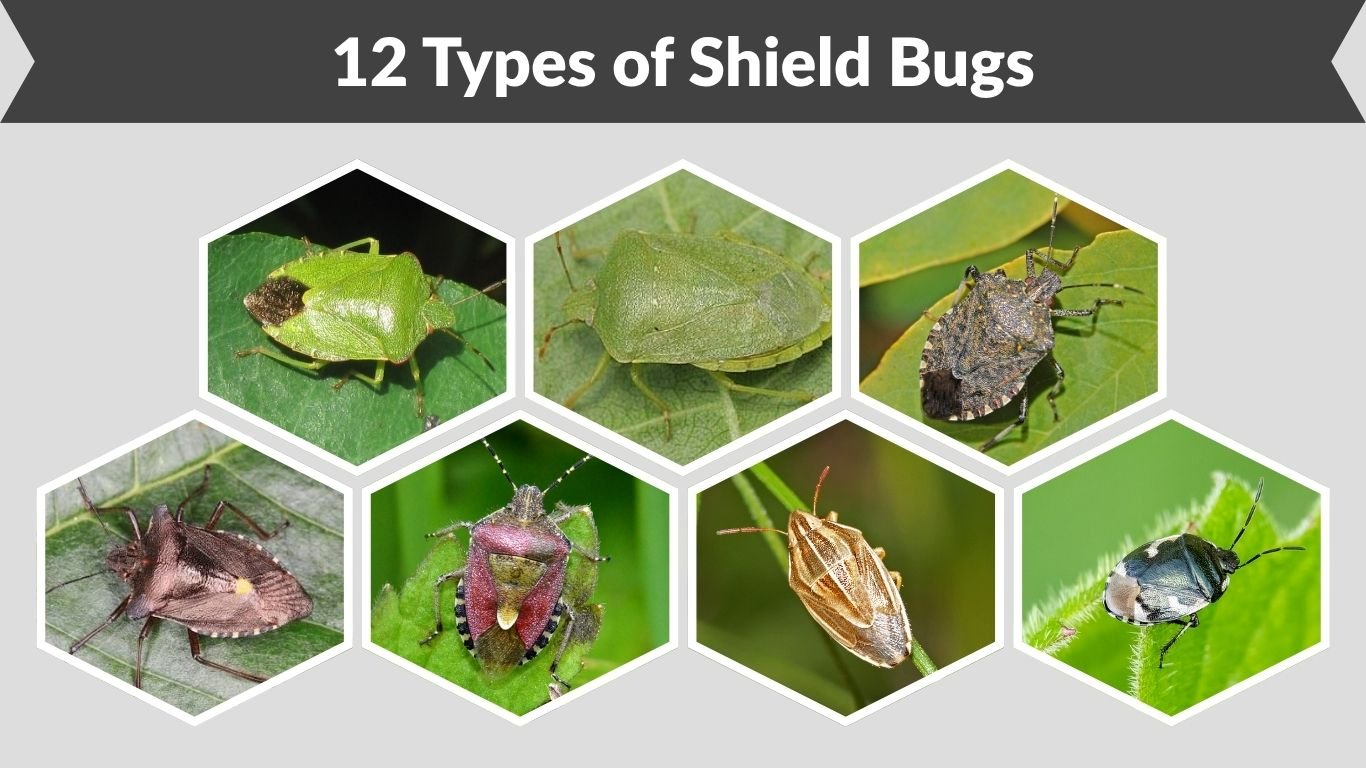 12 Types of Shield Bugs: Identification, Habitat with Pictures