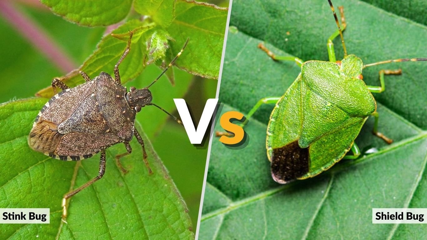 Stink Bug vs Shield Bug: What Is the Difference?