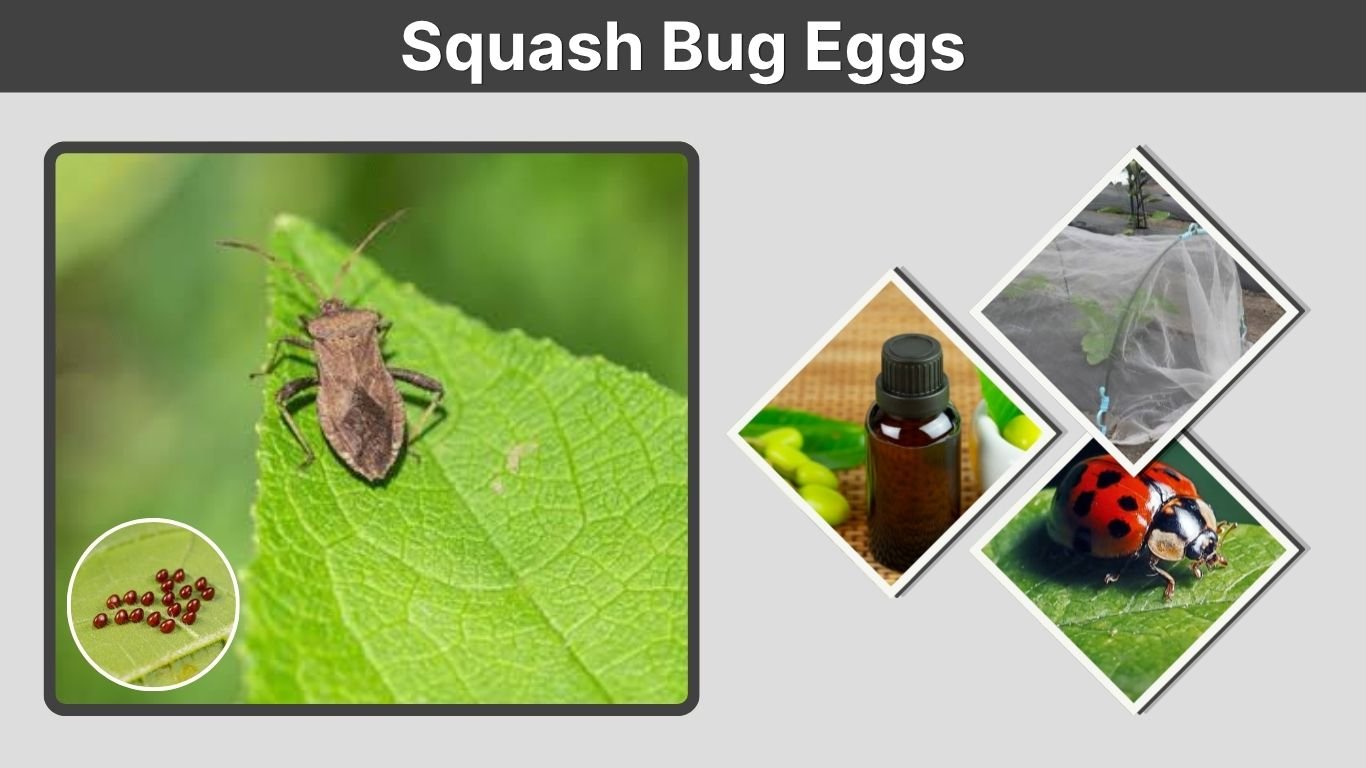 Squash Bug Eggs: Identification, Hatching and Removal