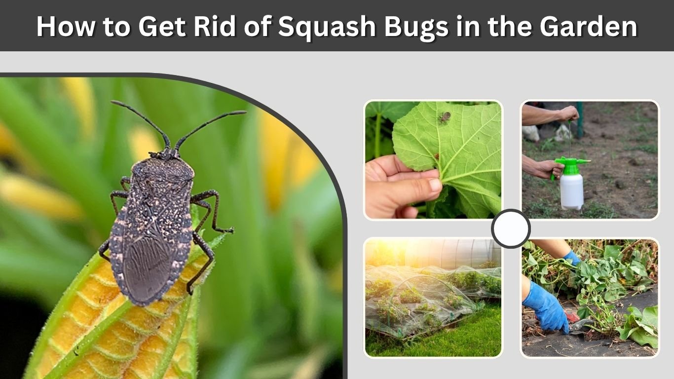How to Get Rid of Squash Bugs in the Garden