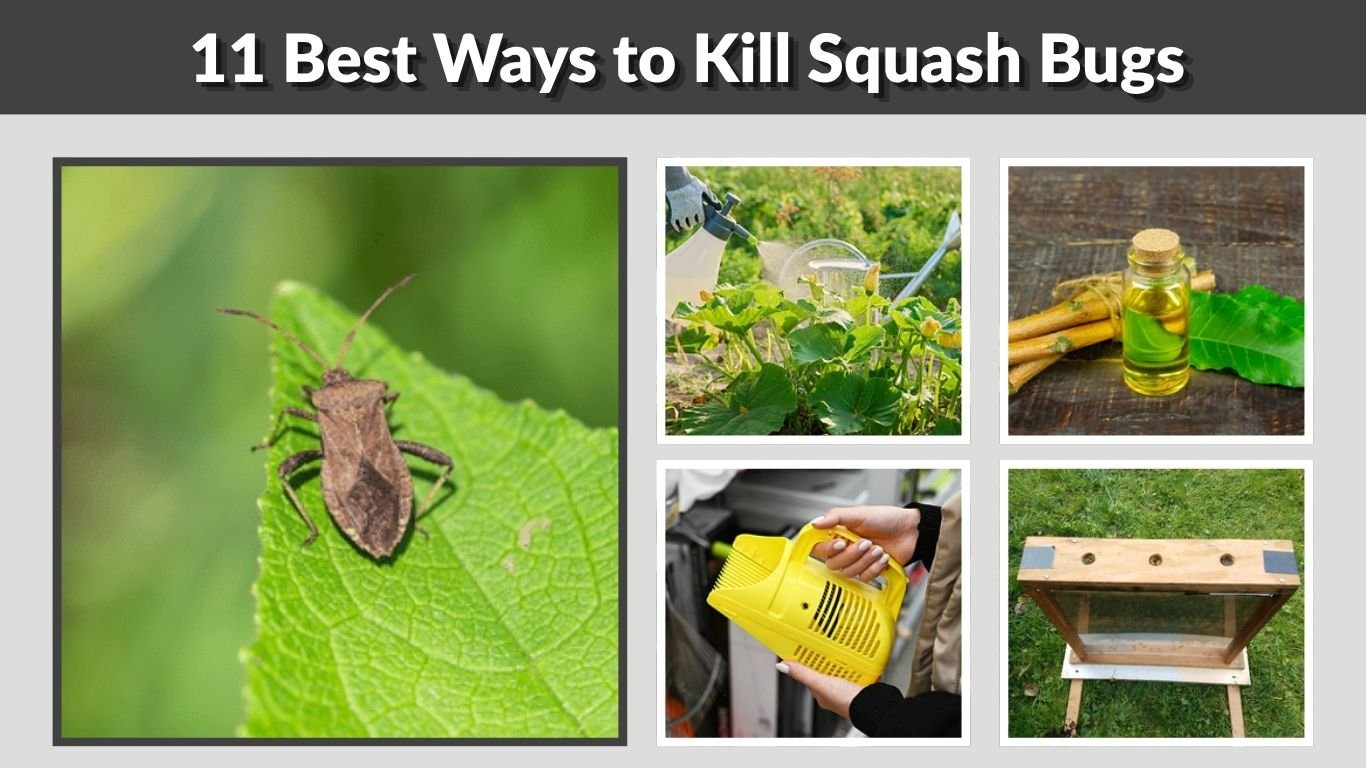 11 Best Ways to Kill Squash Bugs in the Garden