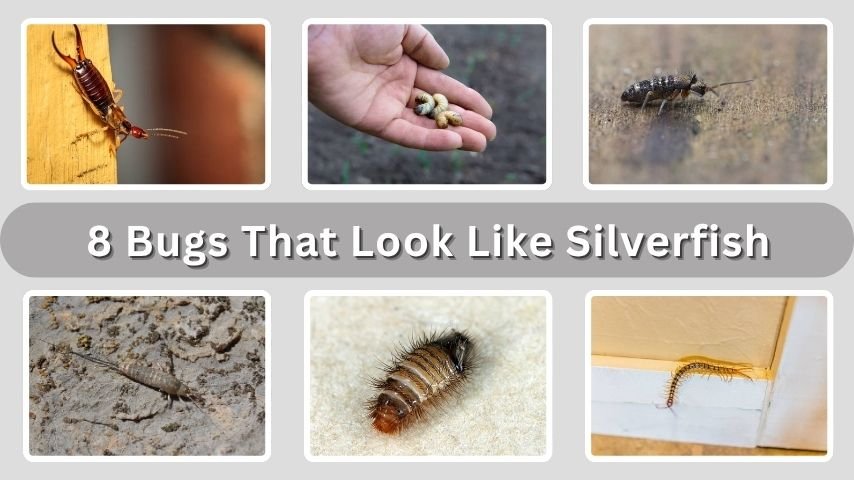 8 Bugs That Look Like Silverfish (ID with Picture)