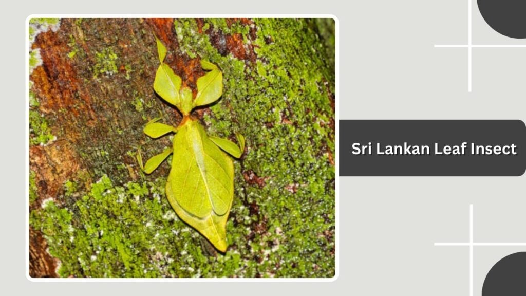 Sri Lankan Leaf Insect