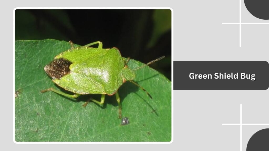 Green Shield Bug
