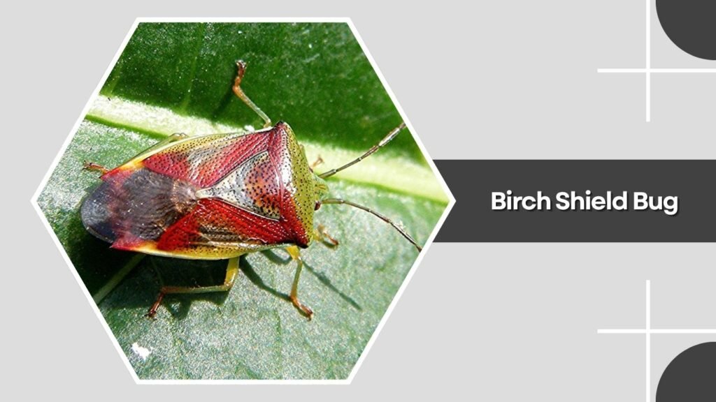 Birch Shield Bug