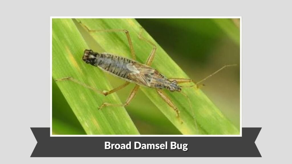 Broad Damsel Bug