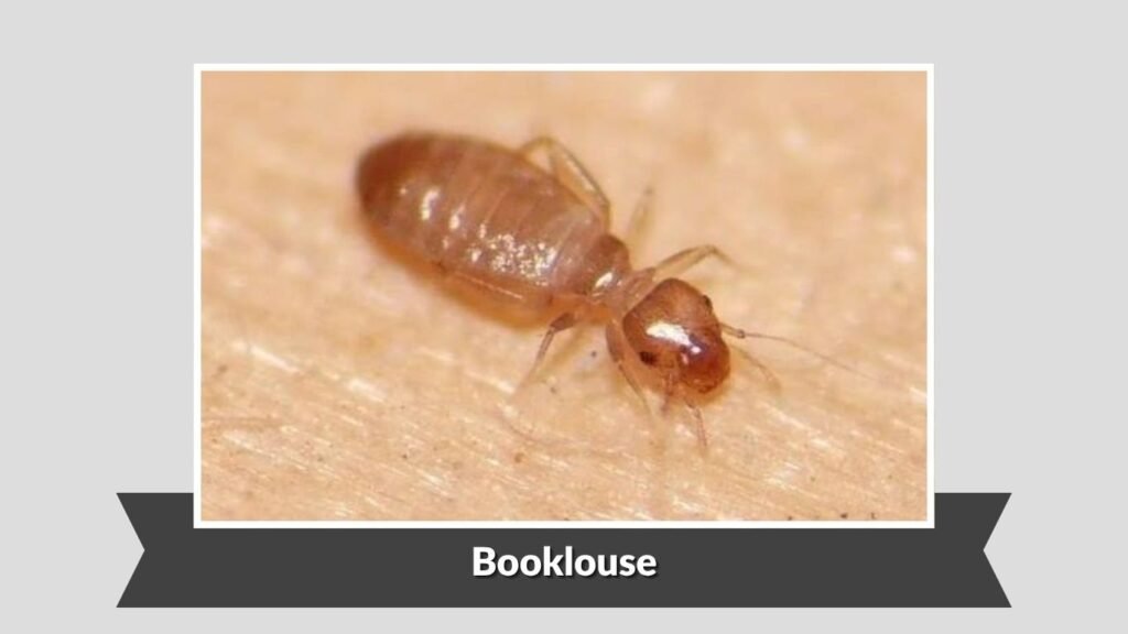 Booklouse