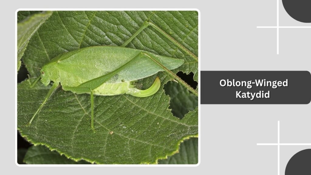 Oblong-Winged Katydid
