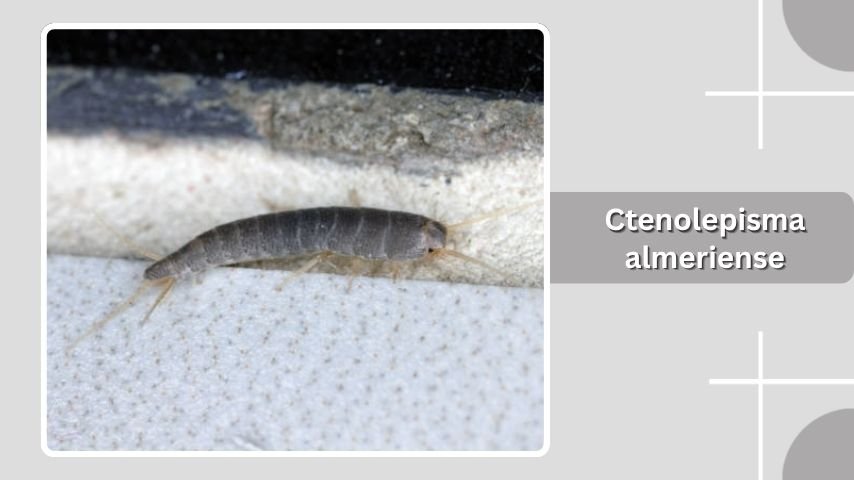 Ctenolepisma almeriense