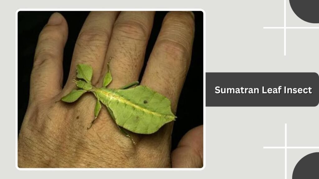  Sumatran Leaf Insect