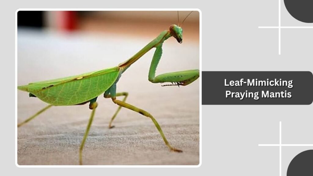 Leaf-Mimicking Praying Mantis