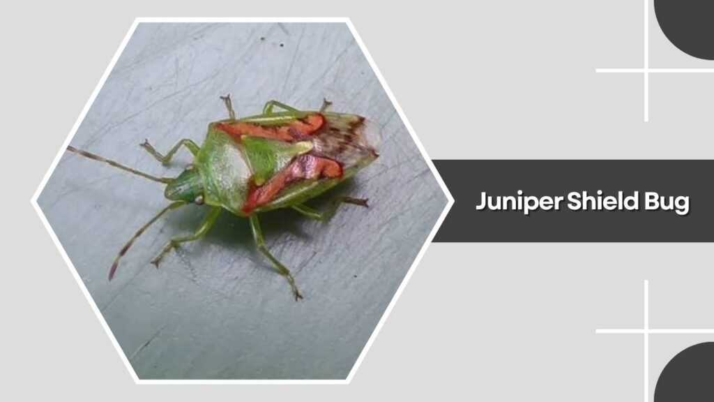 Juniper Shield Bug