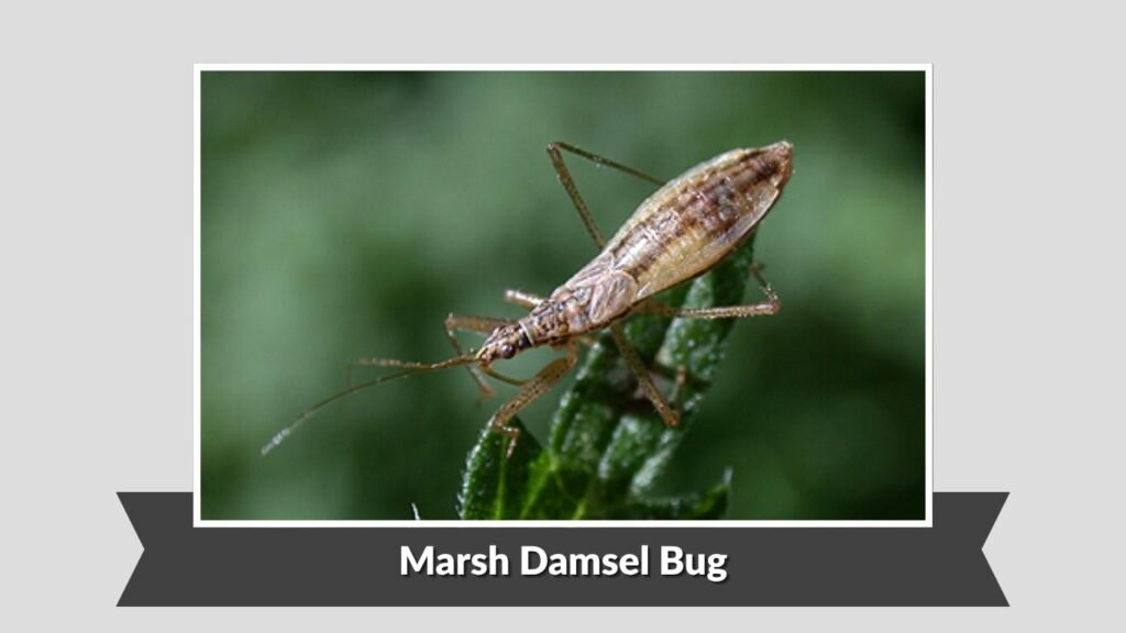 Marsh Damsel Bug
