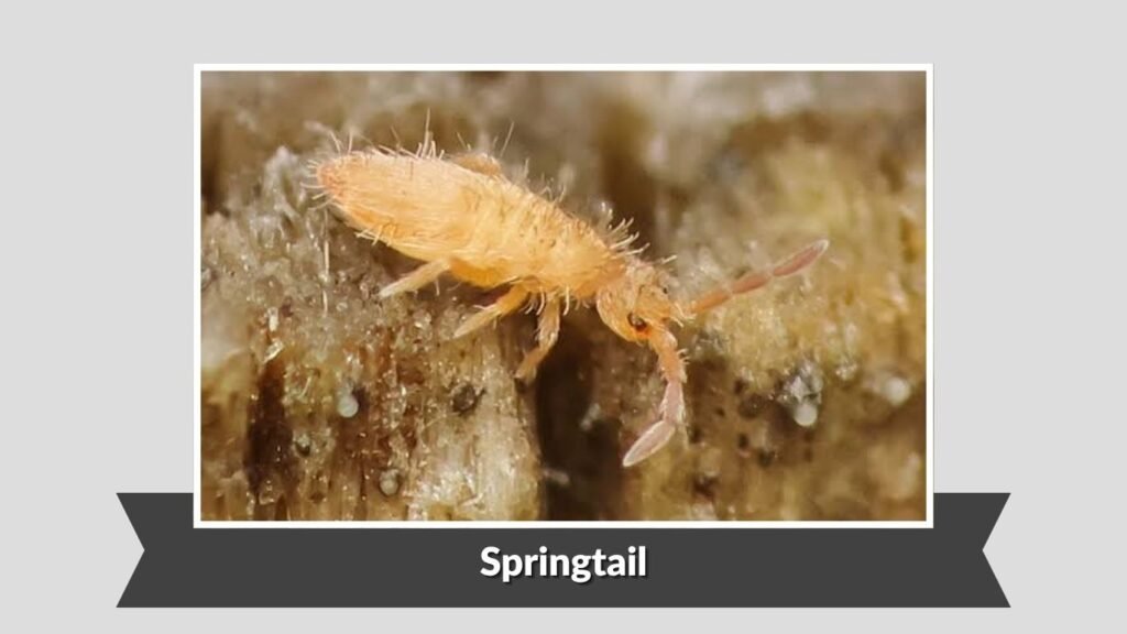 Springtail