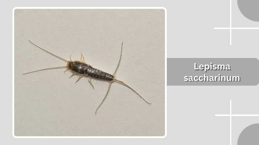 Lepisma saccharinum