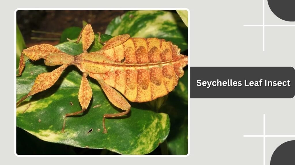 Seychelles Leaf Insect
