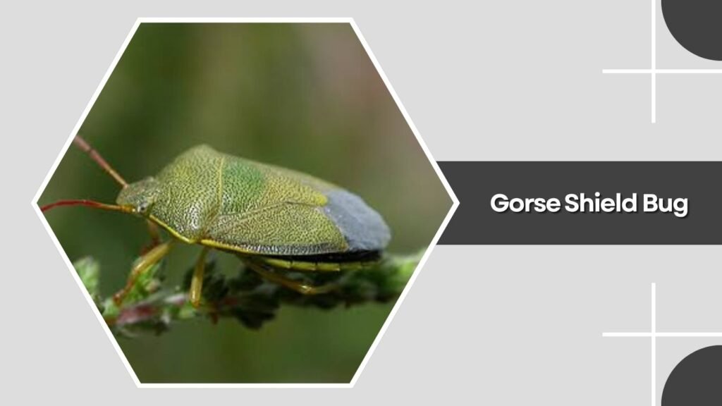 Gorse Shield Bug