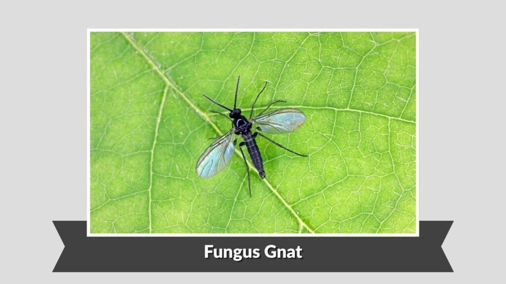 Fungus Gnat