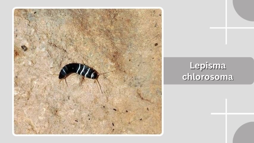 Lepisma chlorosoma