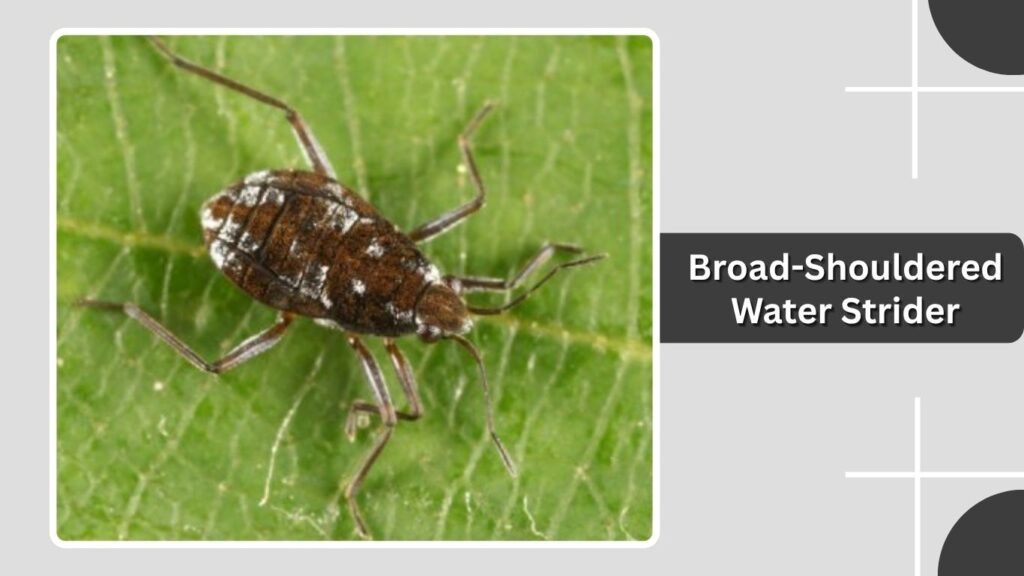 Broad-Shouldered Water Strider