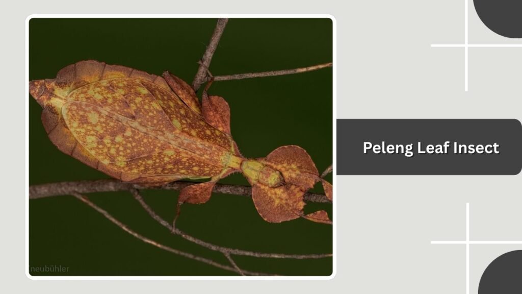 Peleng Leaf Insect