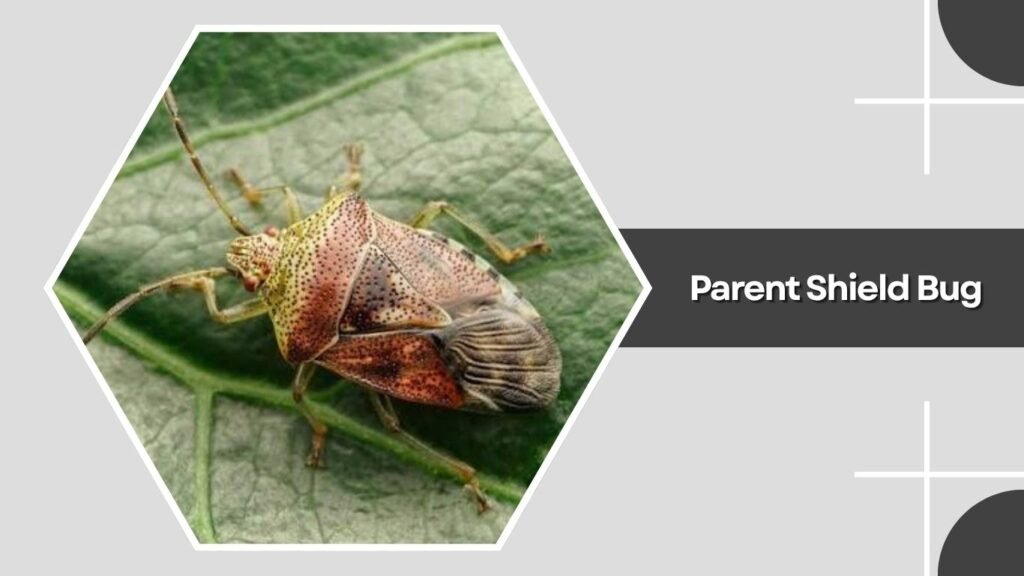  Parent Shield Bug