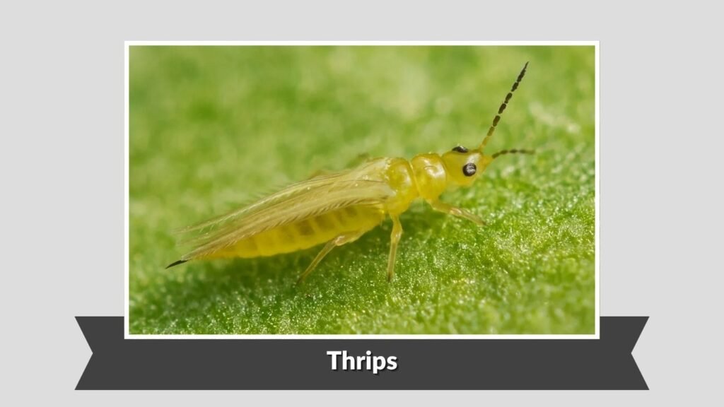 Thrips