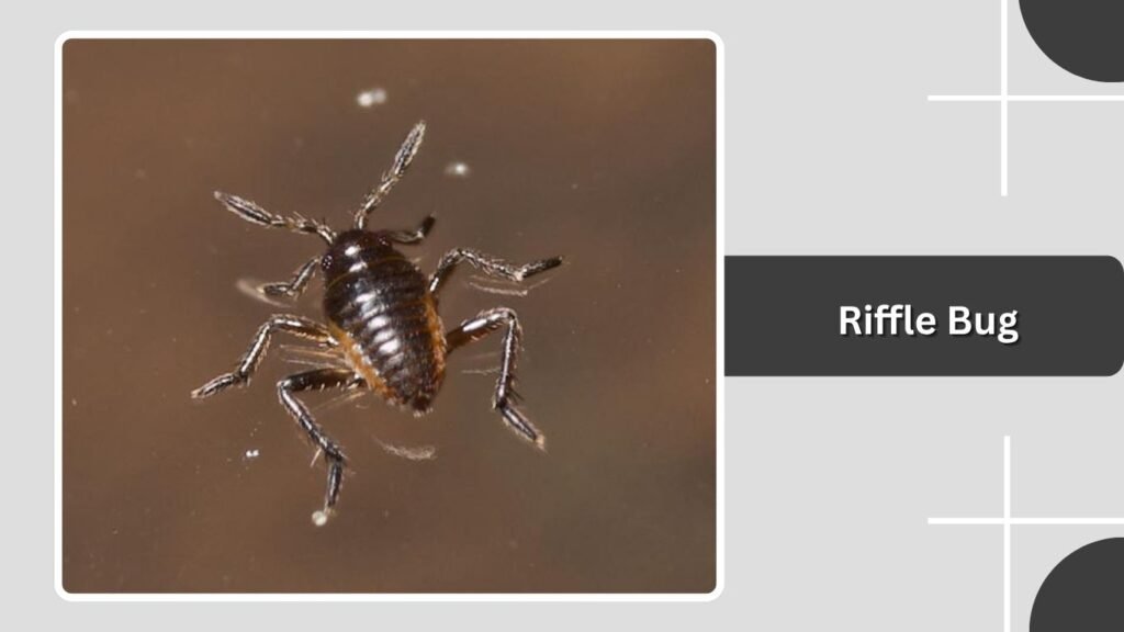 Riffle Bug