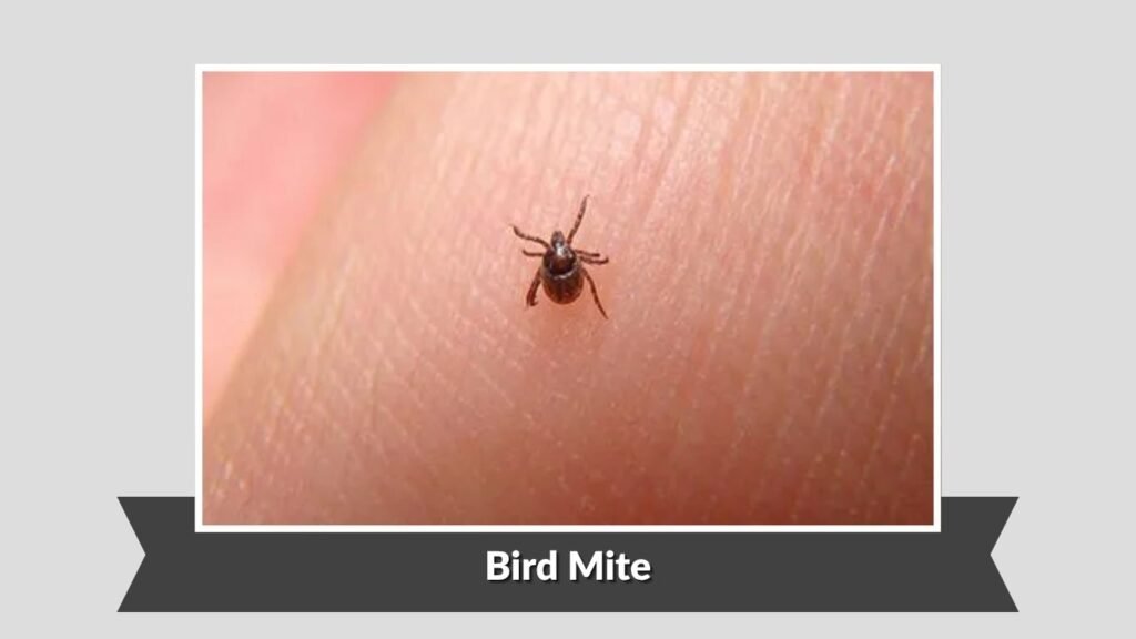 Bird Mite
