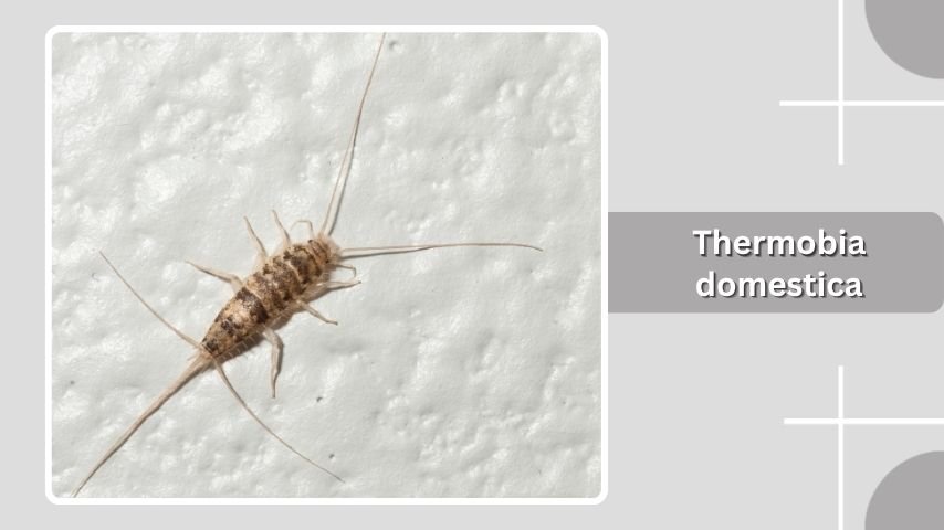 Thermobia domestica