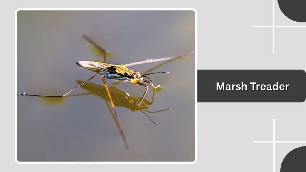 Marsh Treader