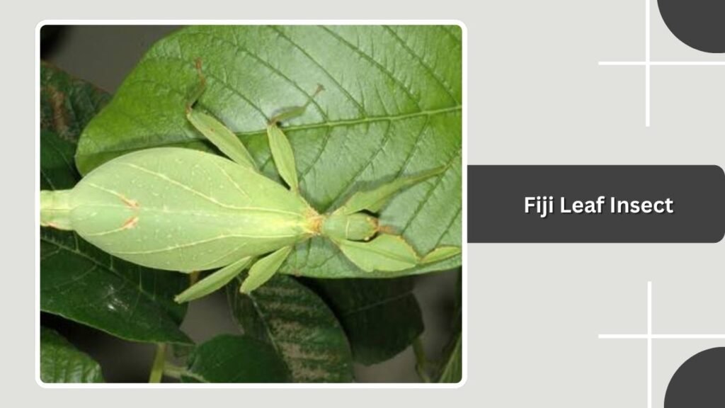 Fiji Leaf Insect