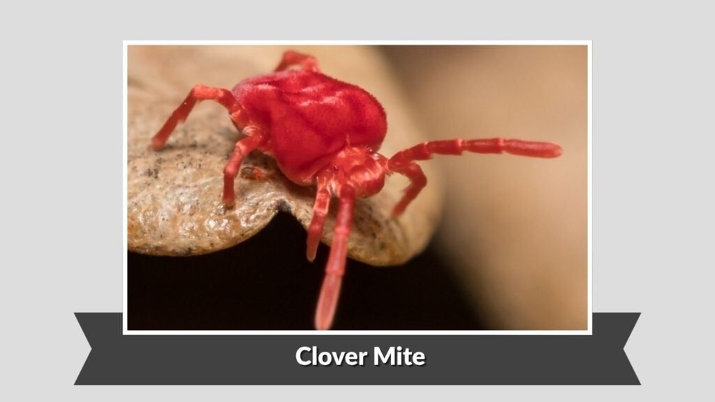 Clover Mite